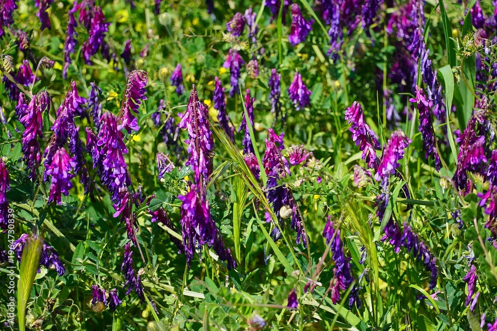 Obraz premium Hairy vetch, or Vicia villosa wildflowers, at springtime