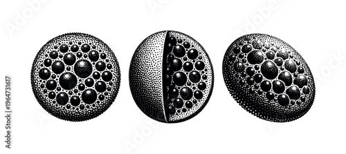 Algae bloom spherical algal colony shown in rounded frontal view, sliced side profile, and tilted perspective as the same bloom with dense internal structure.