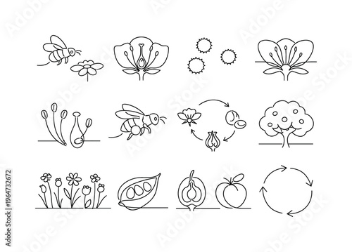 Pollination Process. Minimalistic set one-line drawing bee flying to flower, flower cross section, pollen grains, nectar guide lines, stamens and pistil, bee