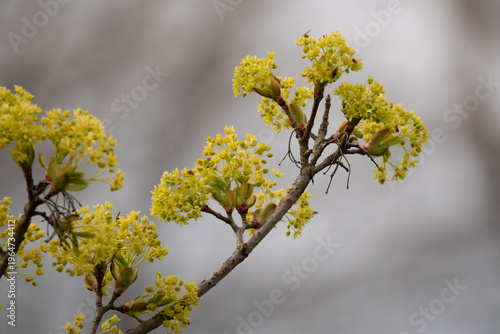 Fotografie blossoming Norway Maple - Acer platanoides