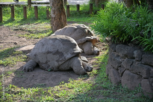 Two turtles in a park
