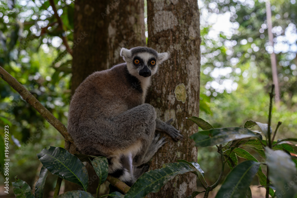 Fototapeta premium Ring-tailed lemur perched on tree branch in Zanzibar forest