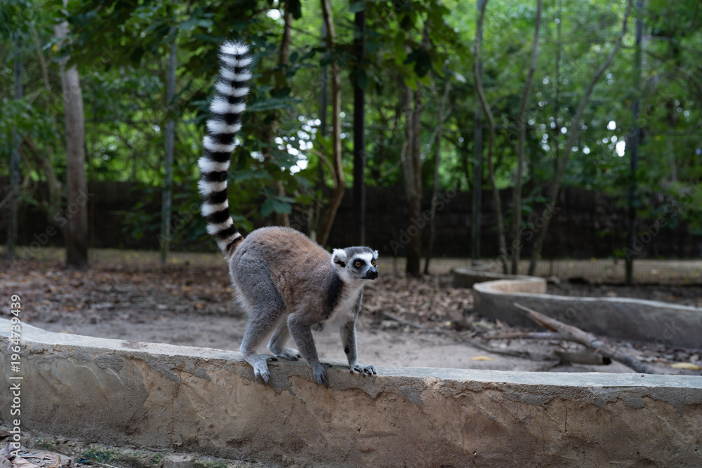 Fototapeta premium Ring-tailed lemur standing on stone wall in Zanzibar forest