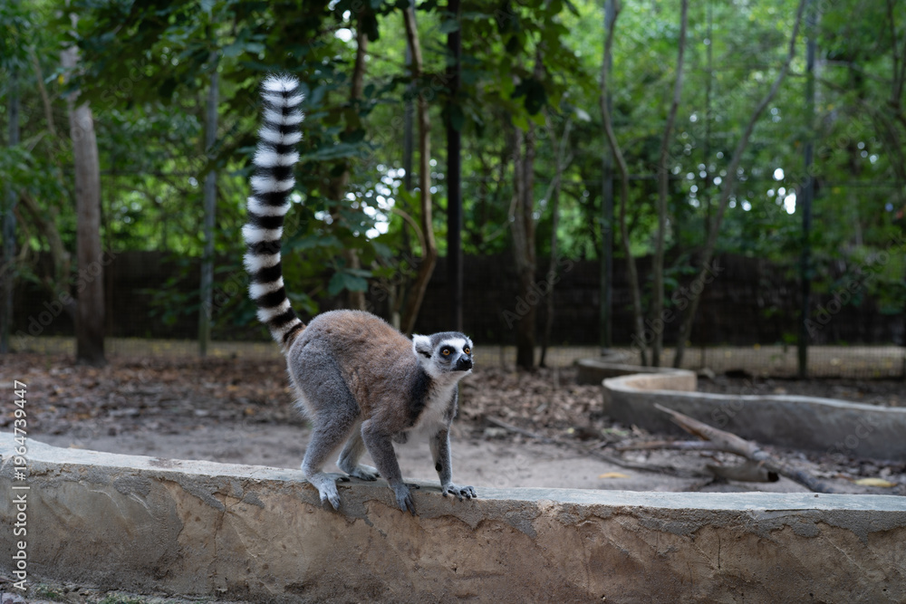 Fototapeta premium Ring-tailed lemur standing on stone wall in Zanzibar forest