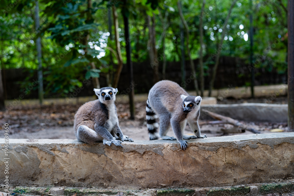 Fototapeta premium Ring-tailed lemurs on stone wall in Zanzibar forest