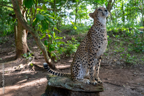 Canvas Print Cheetah sitting on rock in forest enclosure in Zanzibar