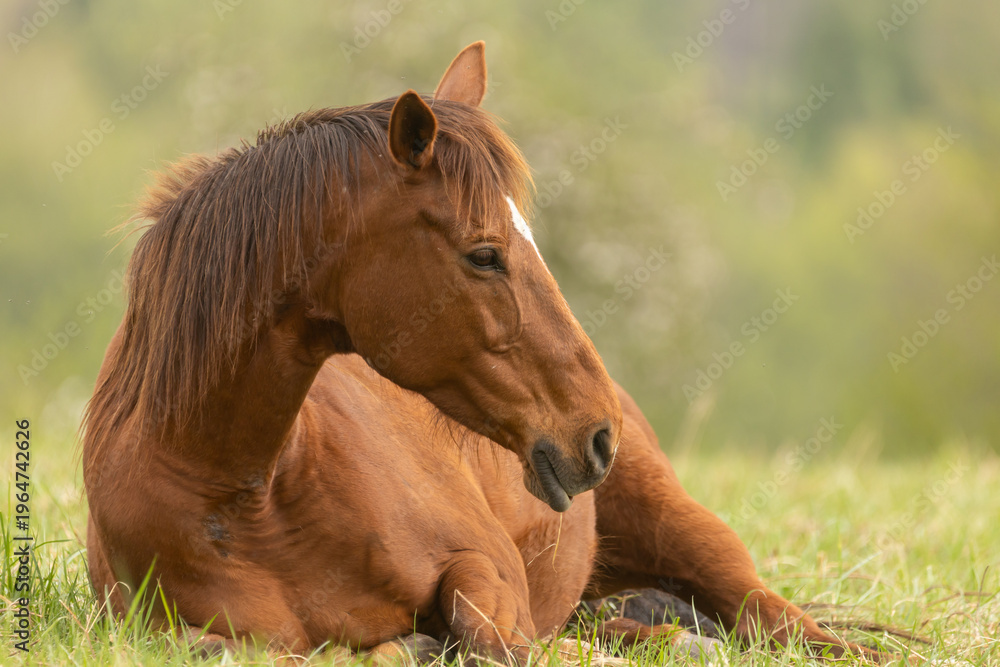 Fototapeta premium Pferd liegt im Frühling