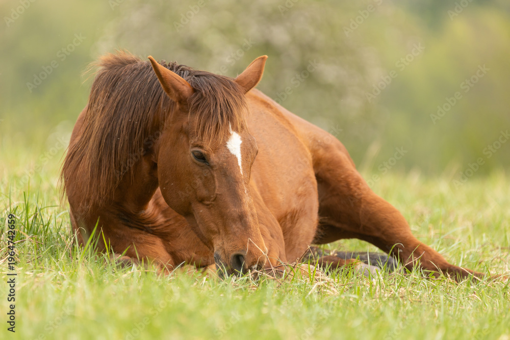 Fototapeta premium Pferd liegt im Frühling