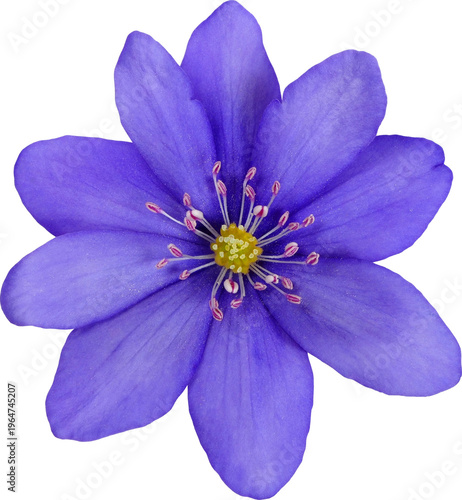 Foto Blue flower of anemone hepatica isolated on white background