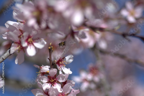 Almond trees in bloom in the fields of Spain