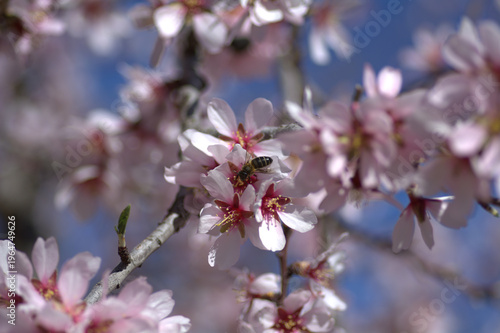 Almond trees in bloom in the fields of Spain