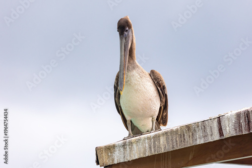 Galapagos Brown Pelican on the Island of Santa Cruz in the Galapagos Islands