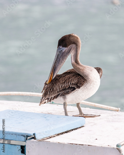 Galapagos Brown Pelican on the Island of Santa Cruz in the Galapagos Islands