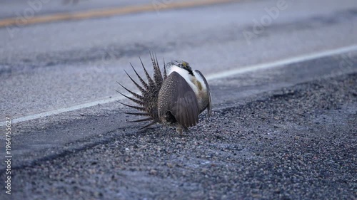 Greater Sage Grouse strutting on the side of a road in slow motion at dawn in Utah.