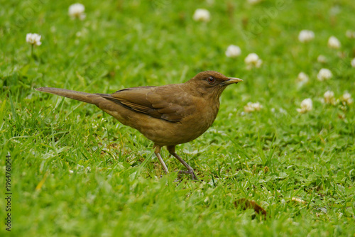 Cuadro en lienzo Clay-coloured thrush (Turdus grayi casius) on a meadow in the Dota Valley, Talamanca Mountains, Costa Rica