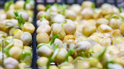 Business Growth Concept Hyperlapse, Pea Sprouts Development and Progress Macro Close Up