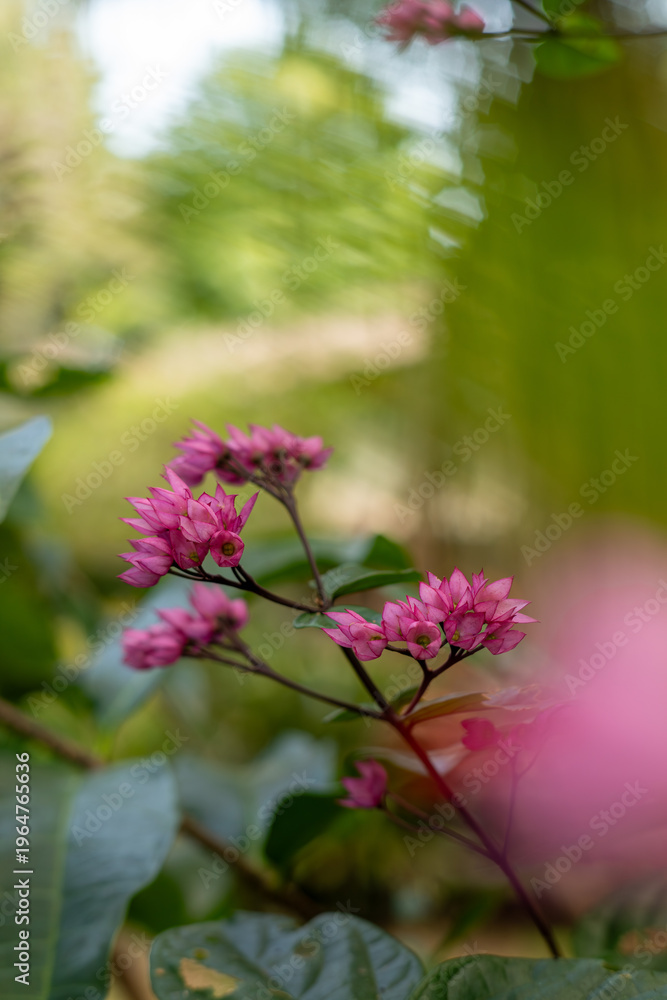 Obraz premium Pink flower clusters on branch in garden natural light shallow depth