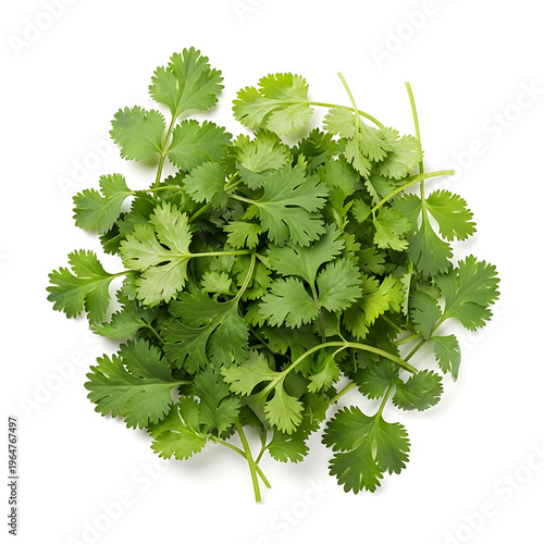 Fresh cilantro herb leaves piled in a circle on a white background, culinary ingredient