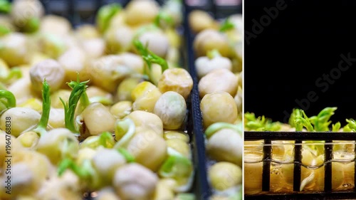 Business Growth Analysis Concept, Dual View Pea Sprouting Hyperlapse Progress Macro