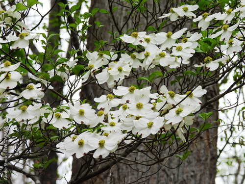 White blooms, flowering dogwood tree blossoms, woodland forest. Spring season, Pocahontas State Park, Chesterfield County, Virginia.