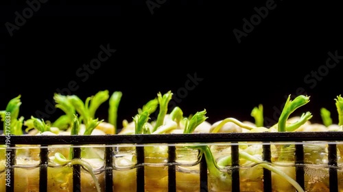 Business Growth Concept Hyperlapse, Green Sprouts Rising and Developing Macro