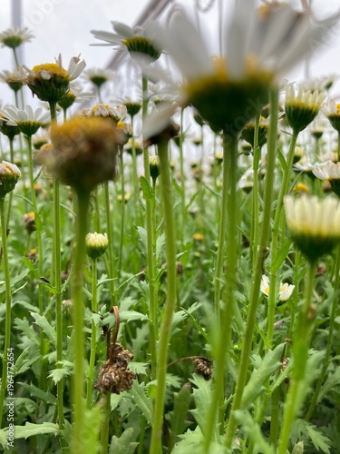 Bild auf Leinwand Daisy field. Daisy flowers. Daisy field with flower petals