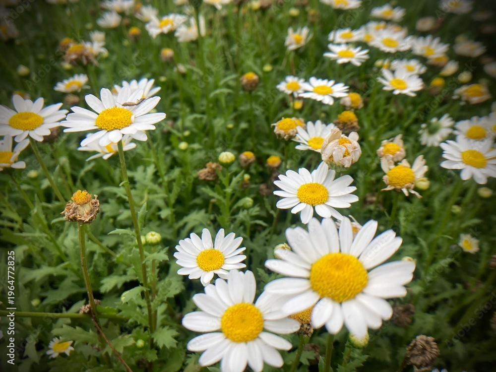 Fototapeta premium Field of Daisies: Floral Imagery & Botanical Beauty 