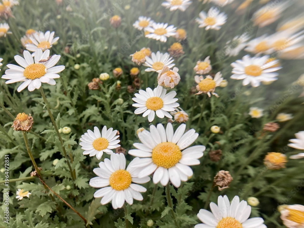 Fototapeta premium daisy bloom in verdant field. Blooming camomile field. Chamomile flowers at garden 