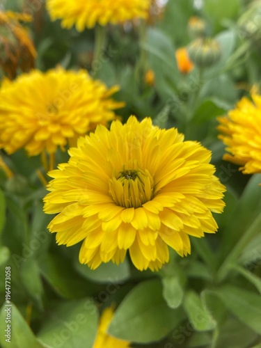 Foto golden marigold