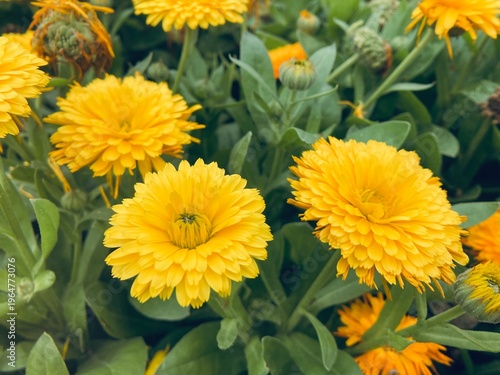 Konstfotografi sunflower flower head
