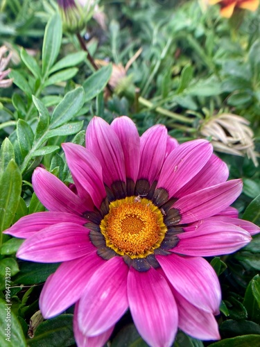 Konstfotografi vibrant Gazania flower in bloom