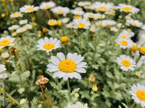 Canvas Print Daisy field
