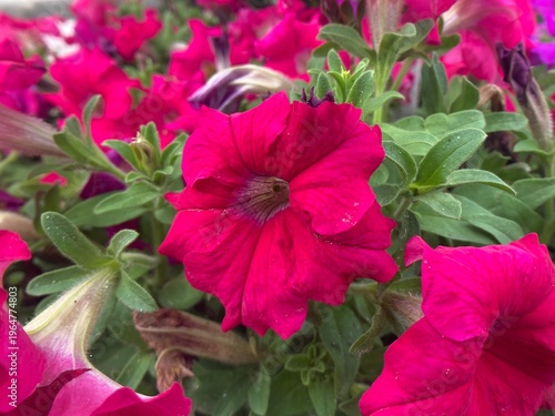 Photography radiant magenta petunia blossoms