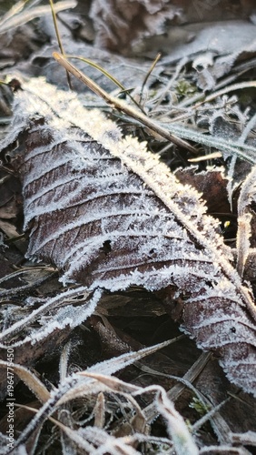 frozen leaves on the ground