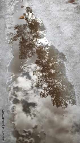 reflection in a spring puddle