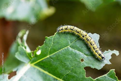 Photos Caterpillar Eating Leaf in Natural Environment Close-Up