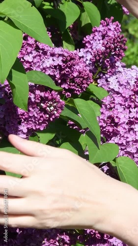 Hands touch lilac flowers in spring garden. Blooming occurs during springtime, highlighting natures beauty and attracting attention in landscape filled with life.