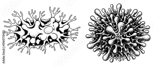 Microscopic amoebas and biological cell organisms in vintage linocut style