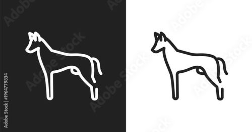 Pharaoh hound icon. Linear black, white icon from dog breeds fullbody collection. Outline pharaoh hound vector. Thin line symbol isolated on white and black background