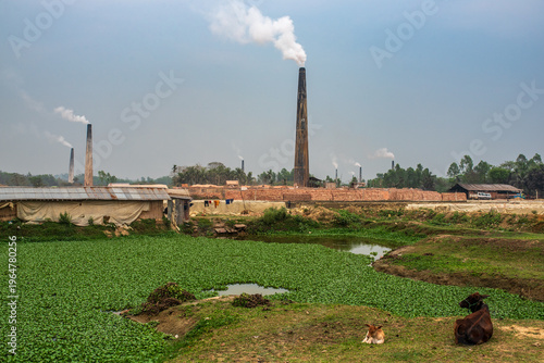 Billede på lærred Rural life and brick kilns with cattle in Bangladesh.