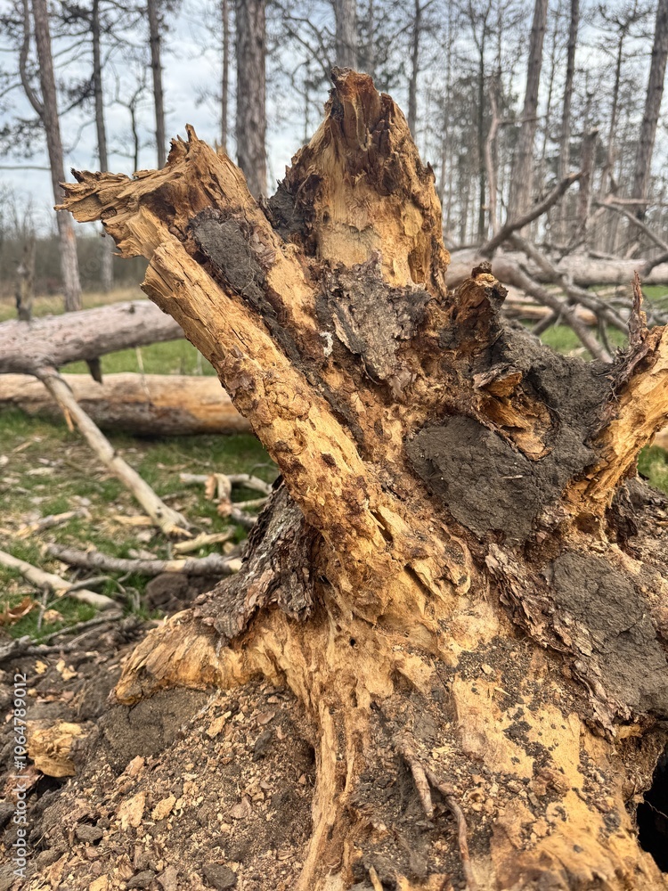 Fototapeta premium Rotten tree stump with decay in spring forest