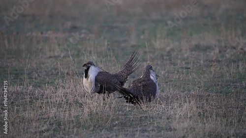 Greater Sage Grouse lek, as two males taunt each other at dawn in Utah.
