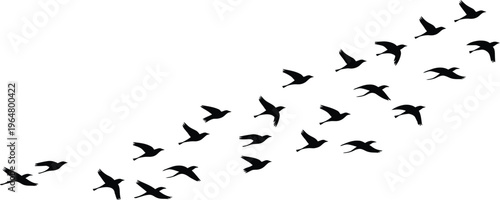 Migrating birds silhouette flock, flying wildlife formation, nature travel concept, elegant bird shapes isolated on white background for design projects