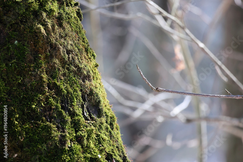 Tableau sur toile Tree trunk covered with thick green moss