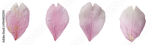 macro shot of japanese cherry leaves in front transparent png background