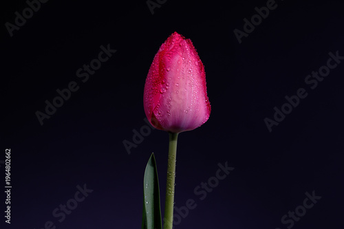 Rote Blüte einer Tulpe mit Wasserperlen vor dem finalen öffnen der Blütenblätter.