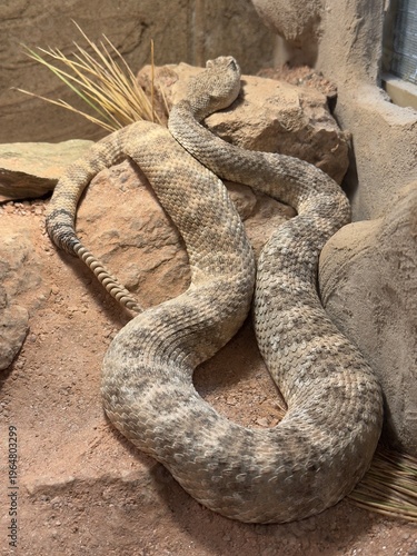 Foto rattlesnake in Phoenix Zoo