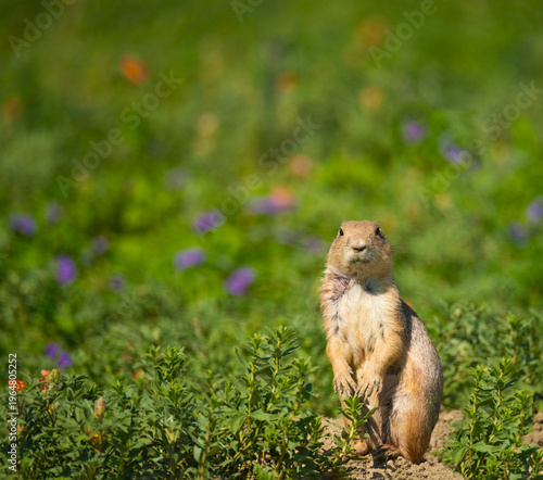 Prairie Dog Striking a Pose, Longmont, Colorado