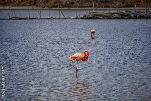 Vibrant pink American flamingo feeding in a shallow salt lake, with a second flamingo in the background amid driftwood and overcast skies.