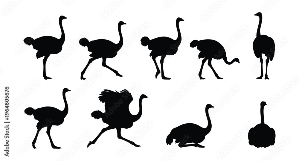 Obraz premium Ostrich Silhouette Set — African Bird Poses Vector Collection Isolated on White Background